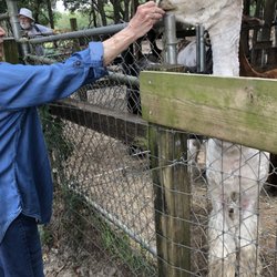 Funny Farm Alpacas - Feeding treats