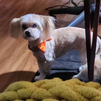 Pawgo - Dixie - Pet Groomers Near Me Pawgo - Dixie - Pet Groomers Near Me