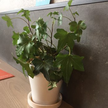 RASA - Live plants, always a plus. - Indian Near Me - Washington, DC, District of Columbia
