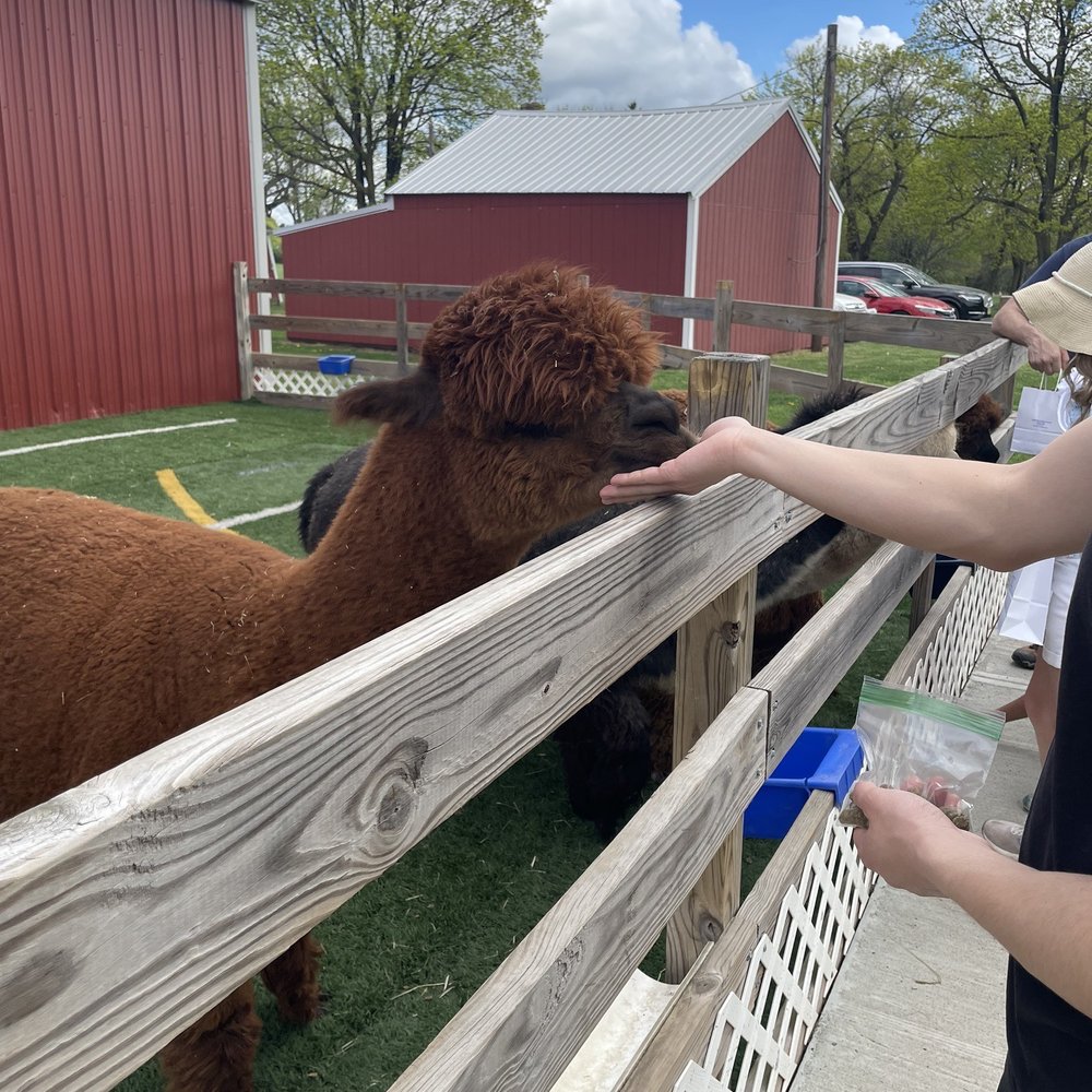 Hidden Spring Lavender & Alpacas - Alpaca - Gift Shops Near Me - Skillman, New Jersey