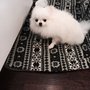Photo of Tonis Pet Concierge