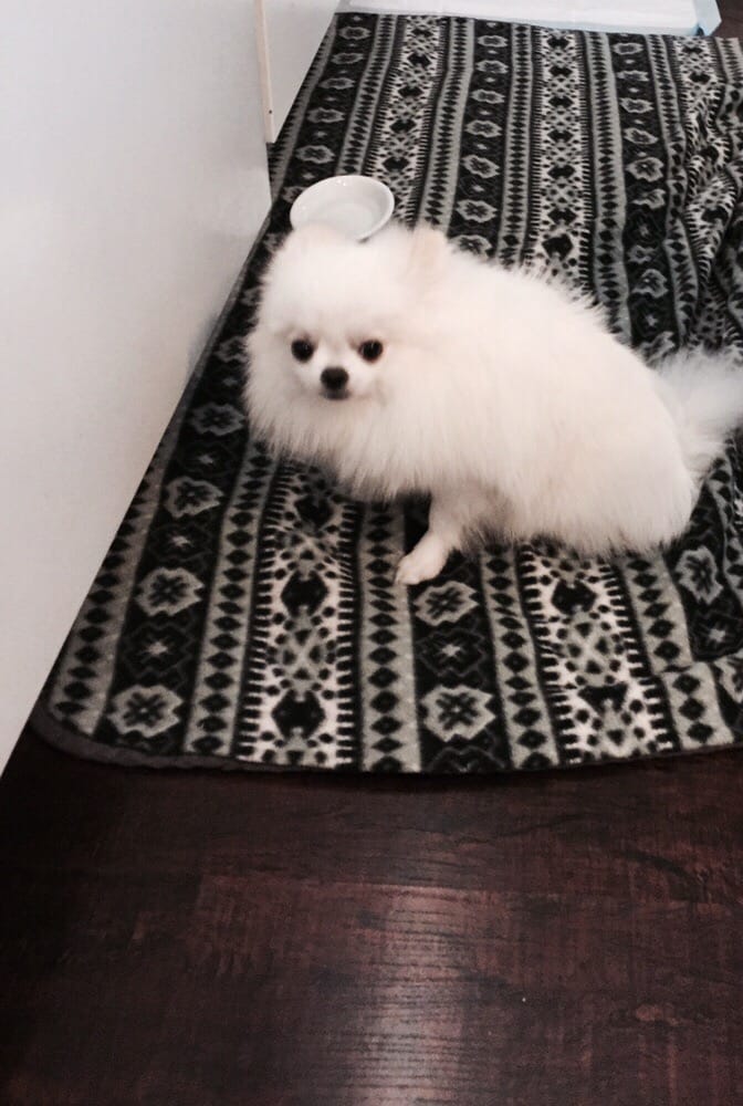 Tonis Pet Concierge - pet boarding facility in Los Angeles, CA