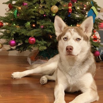 K9-CrossFit - Pet Training Near Me - Daly City, California K9-CrossFit - Pet Training Near Me - Daly City, California