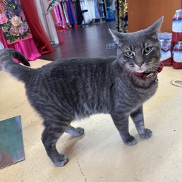 Hiro the store cat! Hiro the store cat!