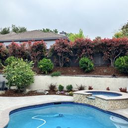 After trimming back overgrown bushes, the yard looks amazing