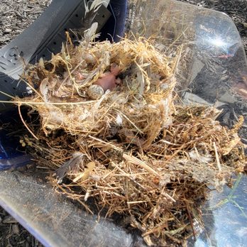 Canton Wildlife Removal - Wildlife Control Near Me - Canton, Massachusetts Canton Wildlife Removal - Wildlife Control Near Me - Canton, Massachusetts