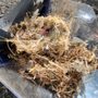 Photo of Canton Wildlife Removal