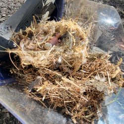 Canton Wildlife Removal