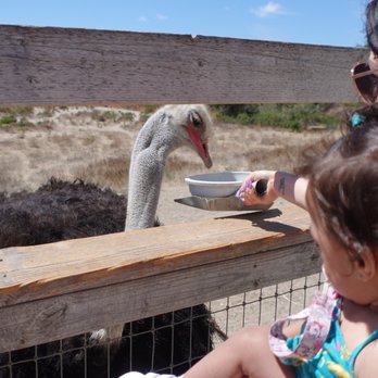Ostrichland USA - Feeding the ostriches - Attraction Farms Near Me - Solvang, California