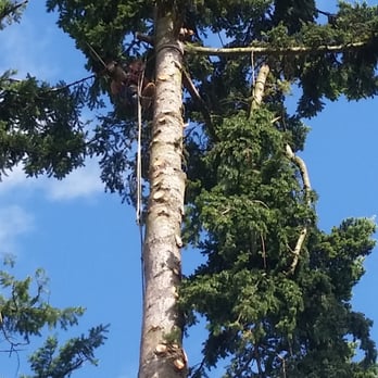 Lineage Tree Care LLC - Roping out a Douglas Fir Tree - Tree Services Near Me - Monroe, Washington Lineage Tree Care LLC - Roping out a Douglas Fir Tree - Tree Services Near Me - Monroe, Washington