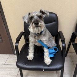 Oak Valley Animal Hospital - Alfie waiting in the exam room.