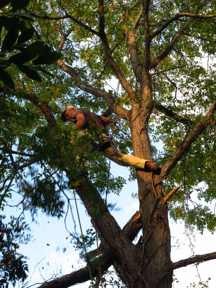 Alex's Tree Services - tree service in Austin, TX