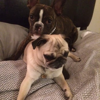 DiOGi Training - My pups in need of training - Pet Training Near Me - Atlanta, Georgia