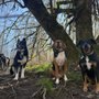 Photo of The Balanced Dog