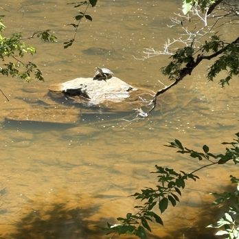 Eno River State Park - Box turtles! - Parks Near Me - Durham, North Carolina