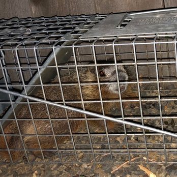 Idaho Wildlife Removal - Trapped marmot - Wildlife Control Near Me Idaho Wildlife Removal - Trapped marmot - Wildlife Control Near Me
