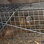Photo of Idaho Wildlife Removal