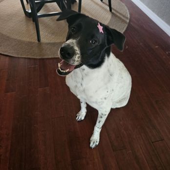 SPAAWS Luxury Pet Grooming & Spa - Pet Groomers Near Me - Largo, Florida SPAAWS Luxury Pet Grooming & Spa - Pet Groomers Near Me - Largo, Florida