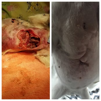 Knapp Veterinary Hospital - Dr Evans did such an amazing job closing all our dogs wounds after she was attacked by a dog. These photos were 3 weeks apart!!! - Veterinarians Near Me - Columbus, Ohio Knapp Veterinary Hospital - Dr Evans did such an amazing job closing all our dogs wounds after she was attacked by a dog. These photos were 3 weeks apart!!! - Veterinarians Near Me - Columbus, Ohio