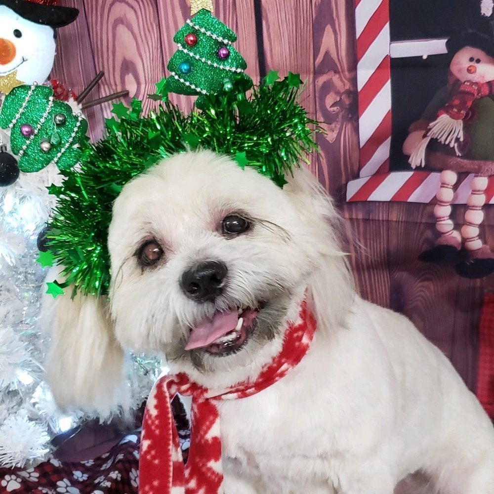 Star Mutts - Pet Groomers Near Me - Fresno, California Star Mutts - Pet Groomers Near Me - Fresno, California
