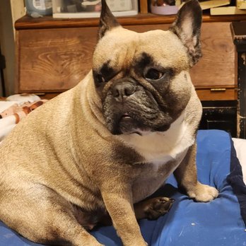 Lake Shore Pet Hospital - Veterinarians Near Me - Pasadena, Maryland Lake Shore Pet Hospital - Veterinarians Near Me - Pasadena, Maryland