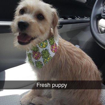 Wishbone Pet Care - Pet Groomers Near Me - Missouri City, Texas