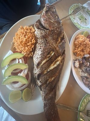 El Grillo Marinero by null