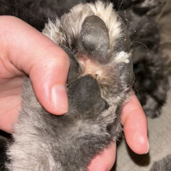 Well Groomed Pets - Raleigh - Irritated paw - Pet Groomers Near Me - Raleigh, North Carolina Well Groomed Pets - Raleigh - Irritated paw - Pet Groomers Near Me - Raleigh, North Carolina