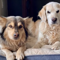 Oh Be Dogful Pet Ranch - Rocky 7yrs Maia 12yrs