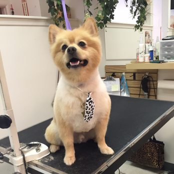 Posh Pets - Razzle love his haircut from Jackie and Vanessa at Posh Pets!! - Pet Services Near Me - Haddon Township, New Jersey Posh Pets - Razzle love his haircut from Jackie and Vanessa at Posh Pets!! - Pet Services Near Me - Haddon Township, New Jersey