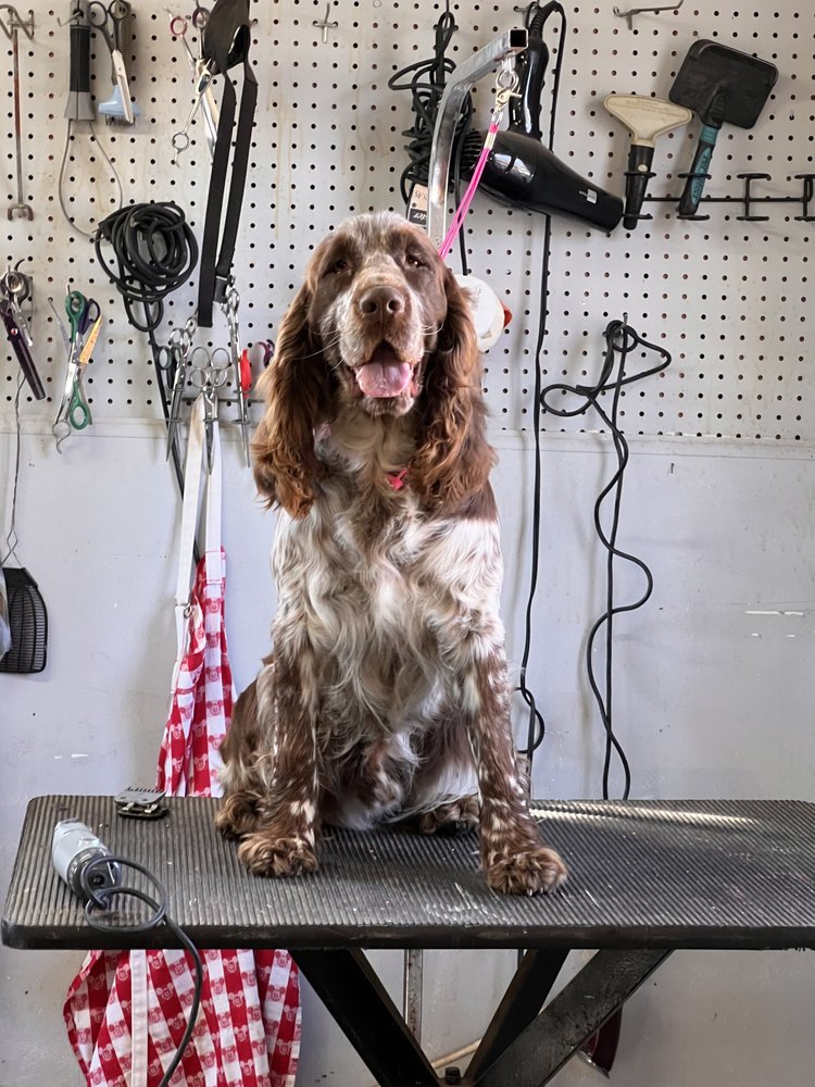 AMBER B’S GROOMIN’ & BOARDING Request an Appointment 13 Photos