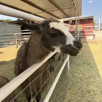 Staheli Family Farm - Challenge Courses Near Me - Washington, Utah Staheli Family Farm - Challenge Courses Near Me - Washington, Utah