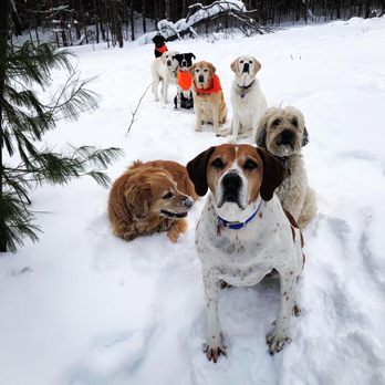 Ultimate Canine Adventures - Dog Walkers Near Me Ultimate Canine Adventures - Dog Walkers Near Me