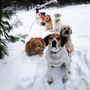 Photo of Ultimate Canine Adventures