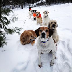 Ultimate Canine Adventures