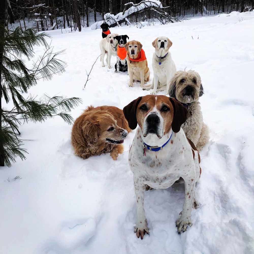 ULTIMATE CANINE ADVENTURES Updated September 2024 32 Photos North Conway, New Hampshire