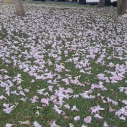 Kilómetro 0 - Alfombra de flores