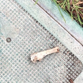 Camarillo Oaks Apartments - Yes a chicken bone. Bonus! There's a carcass nearby with the rest of the bird.... Hoping my dogs don't find it and choke on it. - Apartments Near Me - Camarillo, California Camarillo Oaks Apartments - Yes a chicken bone. Bonus! There's a carcass nearby with the rest of the bird.... Hoping my dogs don't find it and choke on it. - Apartments Near Me - Camarillo, California