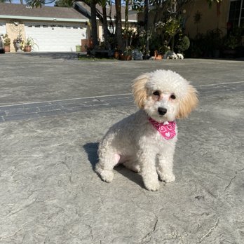 Isela's Pet Grooming - Pet Groomers Near Me - Whittier, California Isela's Pet Grooming - Pet Groomers Near Me - Whittier, California
