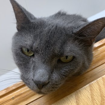 Trades Mechanical - Kitty asking "how much tip should you get?" - Appliances & Repair Near Me