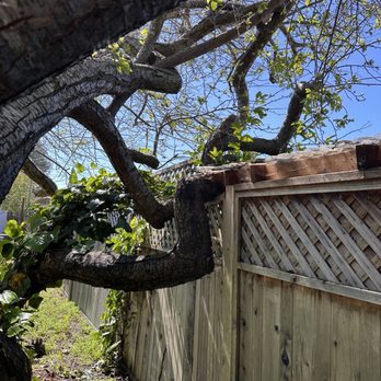 JG Tree Care - Juan helped us evaluate the health of this tree.  The branch wasn't growing into the fence,  it was resting on the fence. - Tree Services Near Me