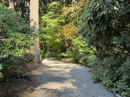 Rhododendron Species Botanical Garden by null