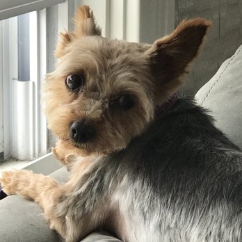 Groomingdales - She fancies her hair short and chic for summer :)) Groomingdales - Pet Groomers Near Me - Cranston, Rhode Island Groomingdales - She fancies her hair short and chic for summer :)) Groomingdales - Pet Groomers Near Me - Cranston, Rhode Island