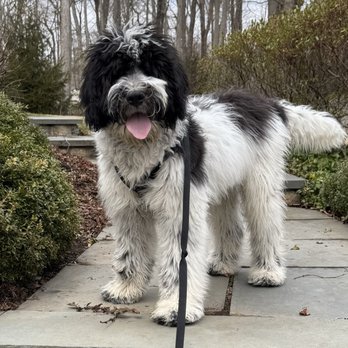 PRIZE POODLES AND DOODLES - Updated June 2026 - 61 Photos & 20