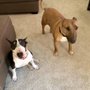 Photo of Bentley's Pet Stuff