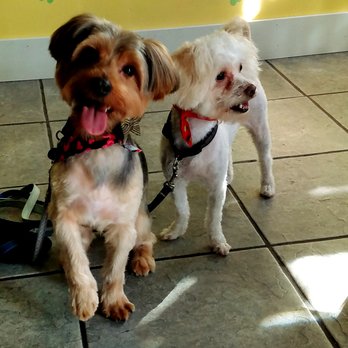 Furryland - How do I look mommy? Bruno Mars & Ziggy Boy - Pet Groomers Near Me - Paramount, California Furryland - How do I look mommy? Bruno Mars & Ziggy Boy - Pet Groomers Near Me - Paramount, California