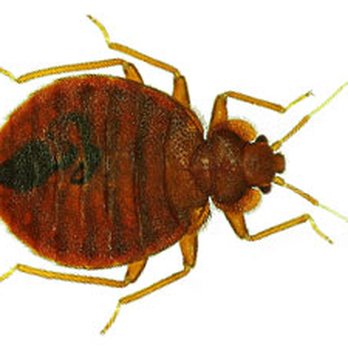 Umbrella Pest Control - Pest Control Near Me Umbrella Pest Control - Pest Control Near Me