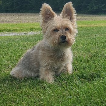 MedVet Columbus - My sweet Lena diagnosed with CHF. - Veterinarians Near Me - Worthington, Ohio