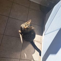 Blue Mountain Animal Clinic - My cat, Raiden who can't even climb or jump without falling. Thanks Blue Mountain Vetrinarians