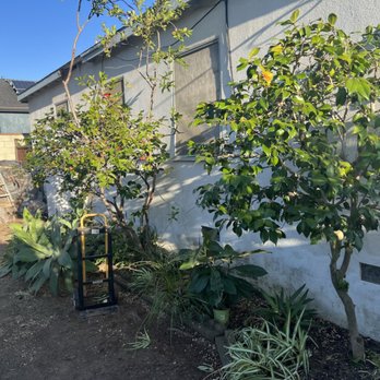 Green Control Landscape & Tree Service - One large tree removed and others pruned - Landscaping Near Me Green Control Landscape & Tree Service - One large tree removed and others pruned - Landscaping Near Me